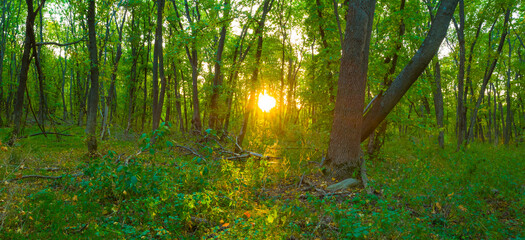wide quiet green forest glade at the sunset © Yuriy Kulik