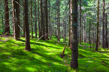 Obraz premium fir tree forest on the green mount slope