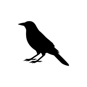 Common grackle silhouette vector flat illustration design.
