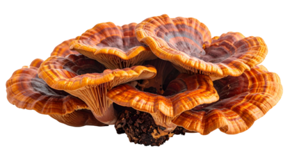 A close-up view of layered, shelf-like fungi with orange and brown coloration
