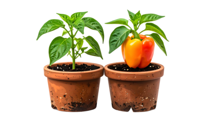 Two potted pepper plants one with foliage only, the other bearing ripe, colorful peppers