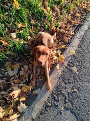 Portrait of a handsome fox red Labrador lying in the leaves by a road, looking up