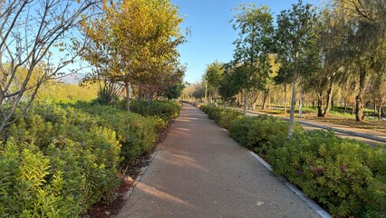 Fototapeta premium Autumn Park Pathway With Trees And Long Shadows