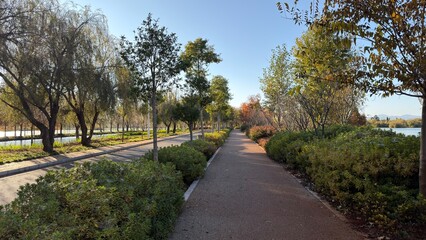 Tree-lined walking path in a quiet urban park on a sunny day