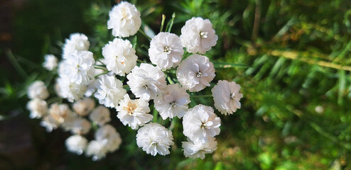 A branch of achillea ptarmica or gypsophila with white flowers grows in the garden. Panorama. © Tanya