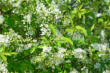 Obraz premium Abundant White Flowers of bird cherry in bloom and Green Leaves with sunlight