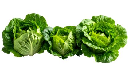 Three fresh green cabbages sit in a row against a black background