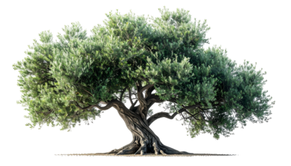 An olive tree with gnarled trunk and lush green foliage, isolated on a transparent background