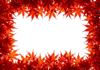 Vibrant red maple leaf border frame isolated on transparent background for decoration