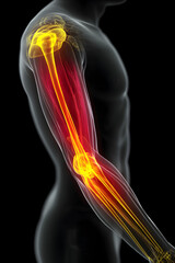 The illustration shows a human arm with a focus on muscles, bones, and joints. The image highlights the elbow, forearm, and shoulder area to explain arm movement in detail.