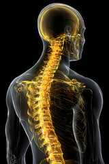 A detailed view of the human skeleton from behind, highlighting the spine and skull. The visual focuses on the vertebral column and its placement in relation to the head in a dark background.