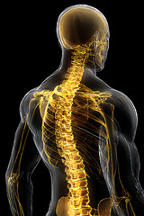 A detailed view of the human skeleton from behind, highlighting the spine and skull. The visual focuses on the vertebral column and its placement in relation to the head in a dark background.