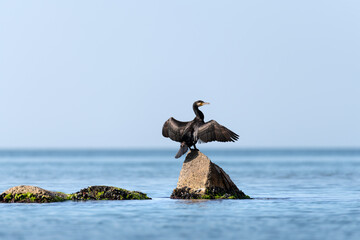 Cormorant Drying Wings on Coastal Rock