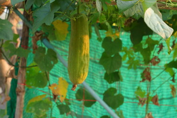 angled luffa, Chinese okra, dish cloth gourd, ridged gourd, sponge gourd, vegetable gourd, strainer vine, ribbed loofah, silky gourd, silk gourd, sinkwa towelsponge with the light of the evening sun