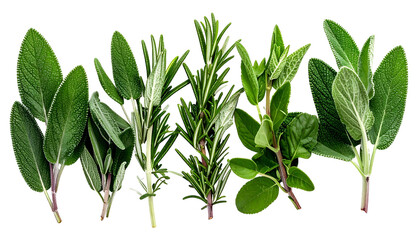 Obraz premium Assortment of fresh herbs, isolated on black background, showcasing various leaf shapes