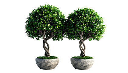 Two sculpted green trees with twisted trunks in matching gray pots