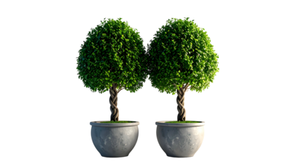 Two stylized bonsai trees with braided trunks, lush green tops, and concrete pots