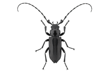 Black beetle in dramatic pose with dark monochromatic lighting on white background for entomology