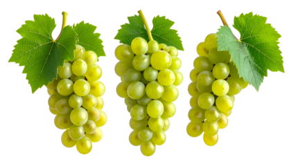 Three bunches of green grapes with leaves, isolated against a transparent background