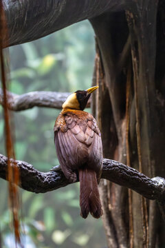 Red Bird of Paradise (Paradisaea rubra) - Found on the islands of Batanta and Waigeo, Indonesia