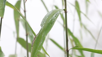 Fresh green foliage showcases macro droplets of crystal clear dew and rain on a wet leaf in a spring garden environment - Powered by Adobe