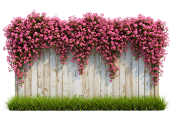 Vibrant pink flowers growing on a weathered wooden fence with green grass isolated on transparent background