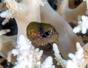 Close-up of a vibrant moray eel with a yellowish head and open mouth, nestled among white coral formations