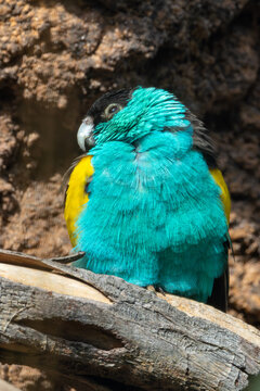 Meyer's Parrot (Poicephalus meyeri) - Common in plateau woodlands of sub-Saharan Africa