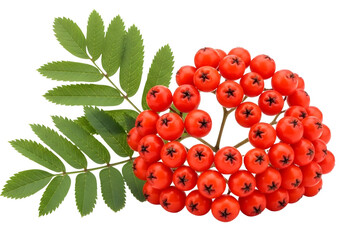 Vibrant rowan berries with green leaves isolated on transparent background