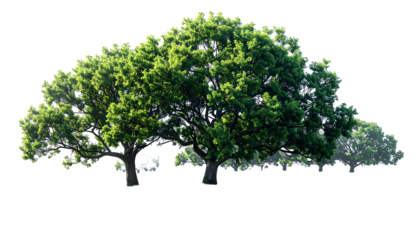 Group of leafy green trees, isolated on black background, well-lit