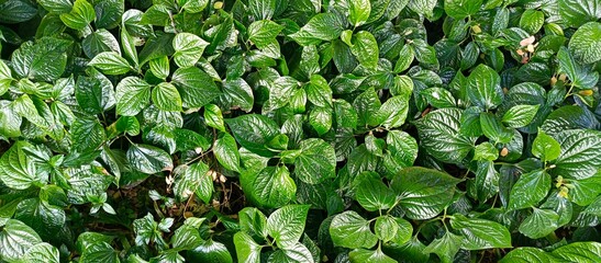 Lush Green Heart Shaped Wild Betel Leaves Natural Background
