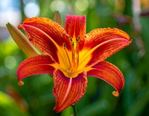 Close-up of a vibrant, multi-toned flower with long petals. The petals are a gradient of orange, red, and yellow, with green blurred background