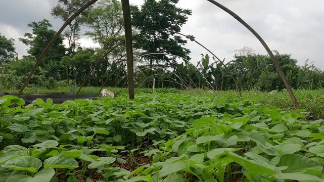 irrigation system in the garden, Java, Indonesia, South East Asia