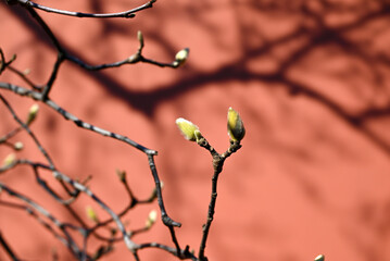 buds of magnolia on the branch against red wall in sunny day