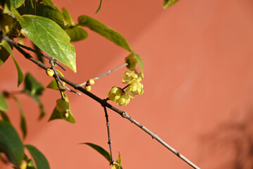 cluster of yellow Winter Sweet Flower blossom on the branch in sunny day 