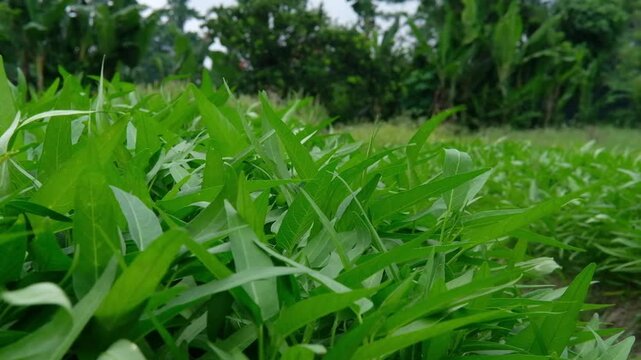 grass and water drops, Java, Indonesia, South East Asia