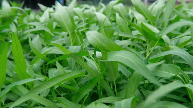 green grass in spring, Java, Indonesia, South East Asia