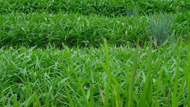 green grass in the morning, Java, Indonesia, South East Asia