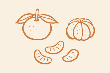 Mandarin orange whole and segments doodle line art vector illustration