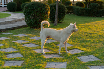 A white dog is standing on the green grass in a beautiful garden.