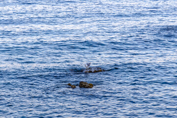 Obraz premium Seagull standing on a small rock surrounded by rippling blue ocean water.