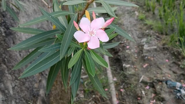 Butter Flower or also known as Oleander or Jepun Flower (Nerium oleander L.). pink flowers on the edge of the rice fields. 