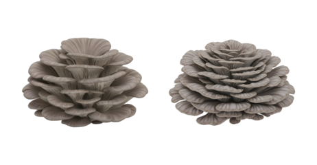 Two clusters of edible grey oyster mushrooms growing naturally on a white background, ideal for food and nature themes
