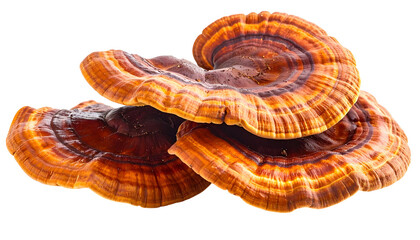 Stacked, shelf-like fungi, boasting brown and reddish-orange concentric bands