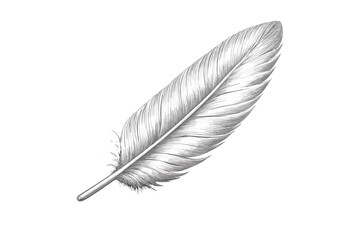 Detailed feather illustration on a grey background