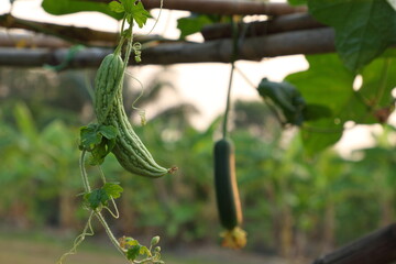 Bitter Melon is annual species of vine cultivated for its fruit. Thai rural farm.