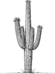 Detailed Saguaro Cactus Engraving Style Vector Illustration Desert Plant Black and White © Kafi