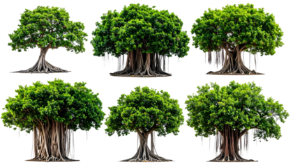 A collection of six lush green trees with thick trunks and aerial roots