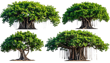 Four isolated banyan trees with vibrant green foliage, aerial roots, and a black background