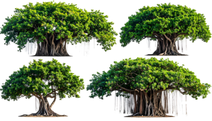 Four isolated banyan trees with vibrant green foliage, aerial roots, and a black background